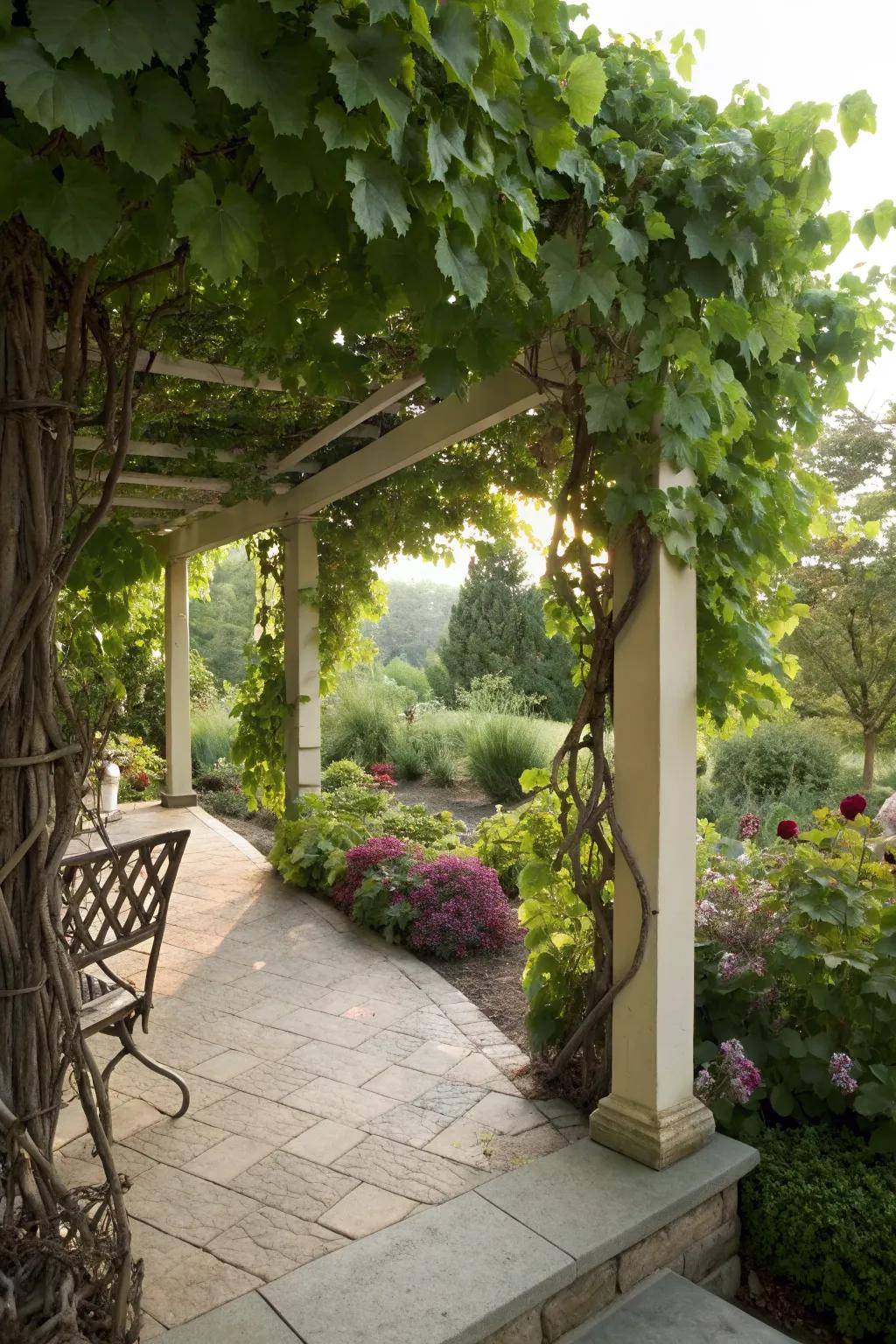Grapevines provide a natural and beautiful privacy solution.
