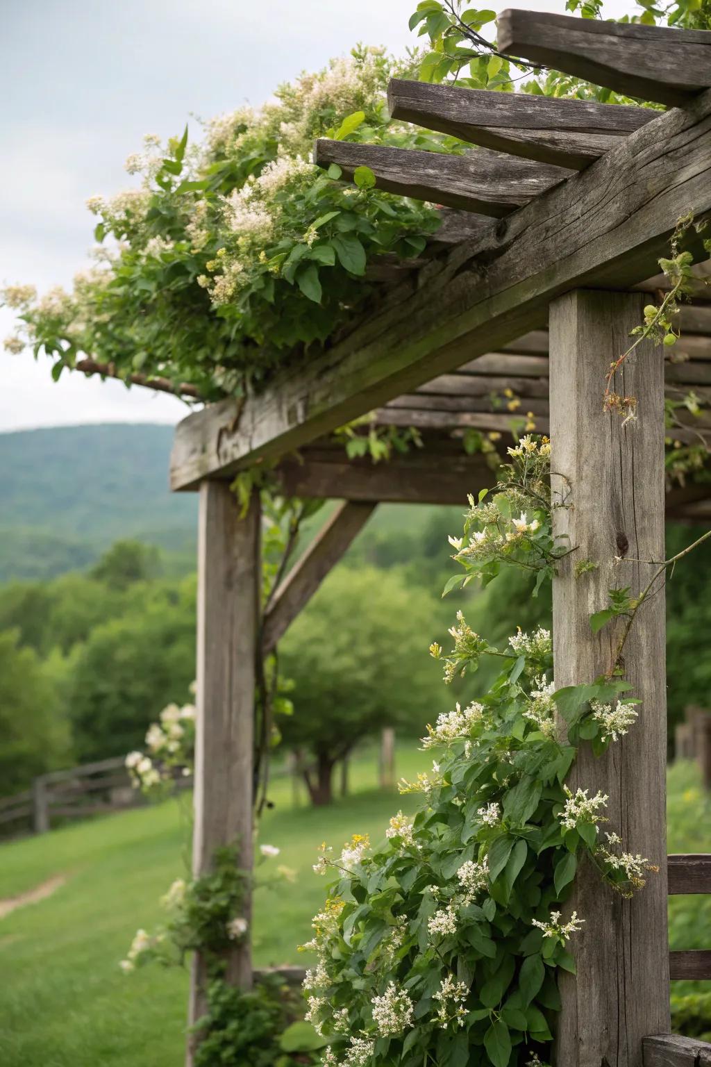 A rustic pergola with wild honeysuckle, exuding a natural, untamed charm.