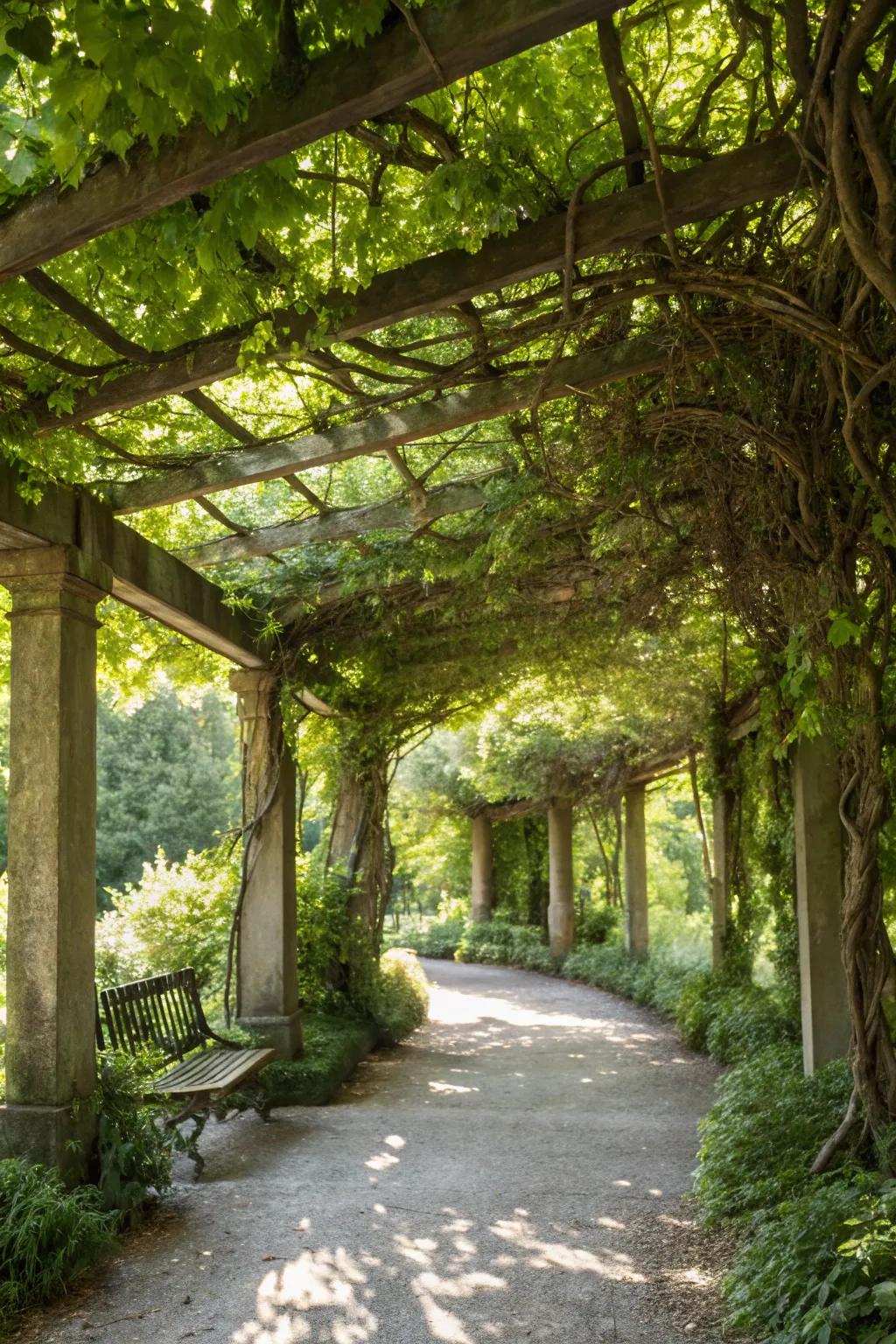 A living pergola with climbing plants offering a dynamic and leafy retreat.