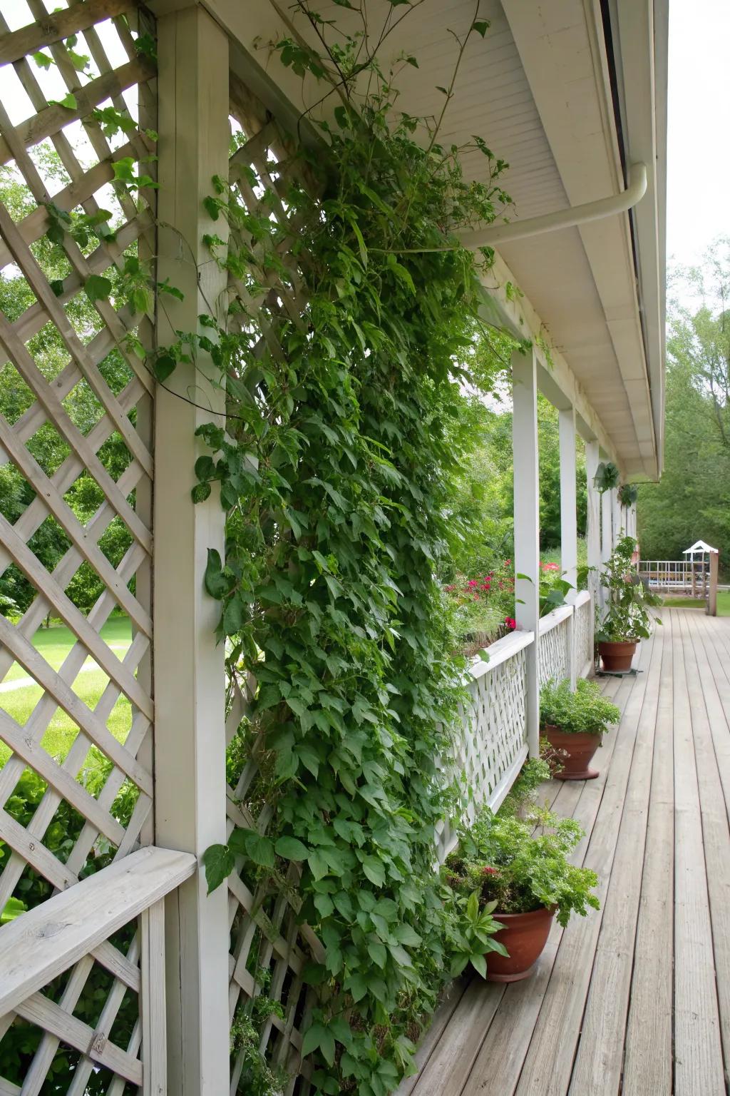 A lattice with climbing plants turns your porch into a lush retreat.