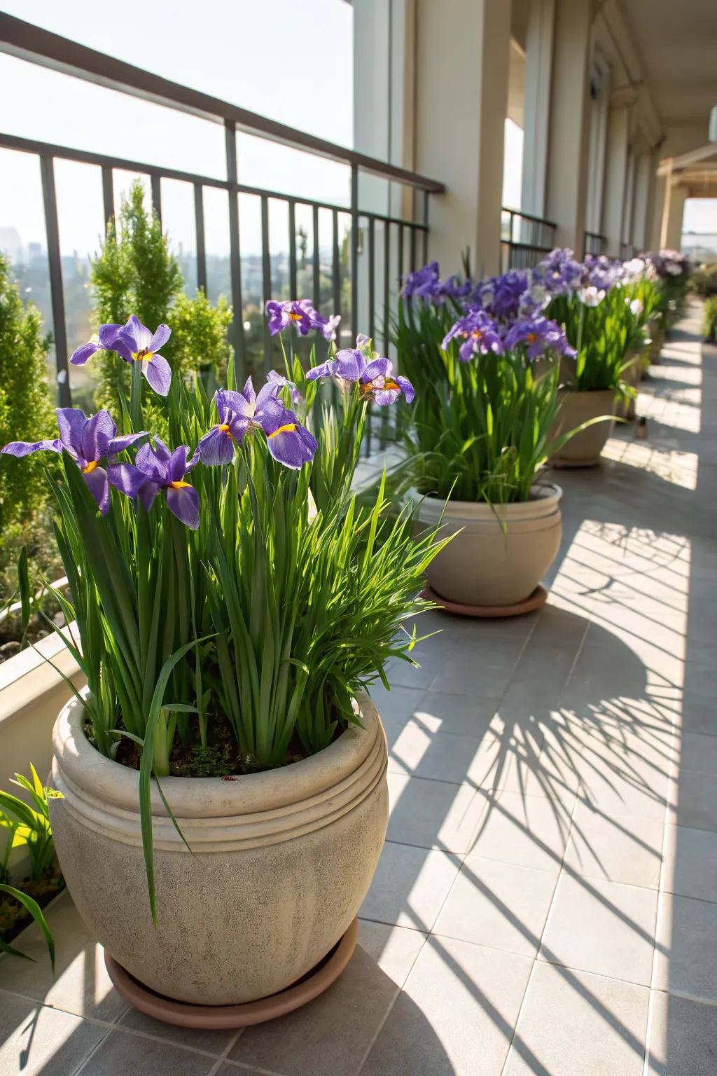 Potted irises bringing color to a balcony space.