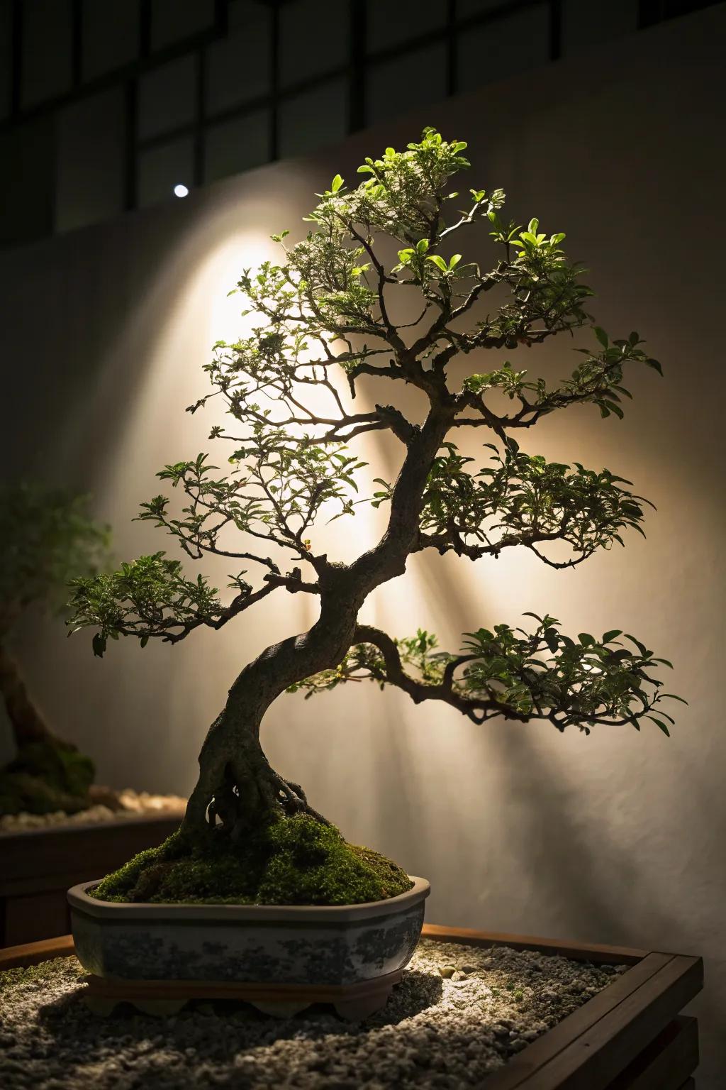 Dramatic lighting enhances jade bonsai's beauty.