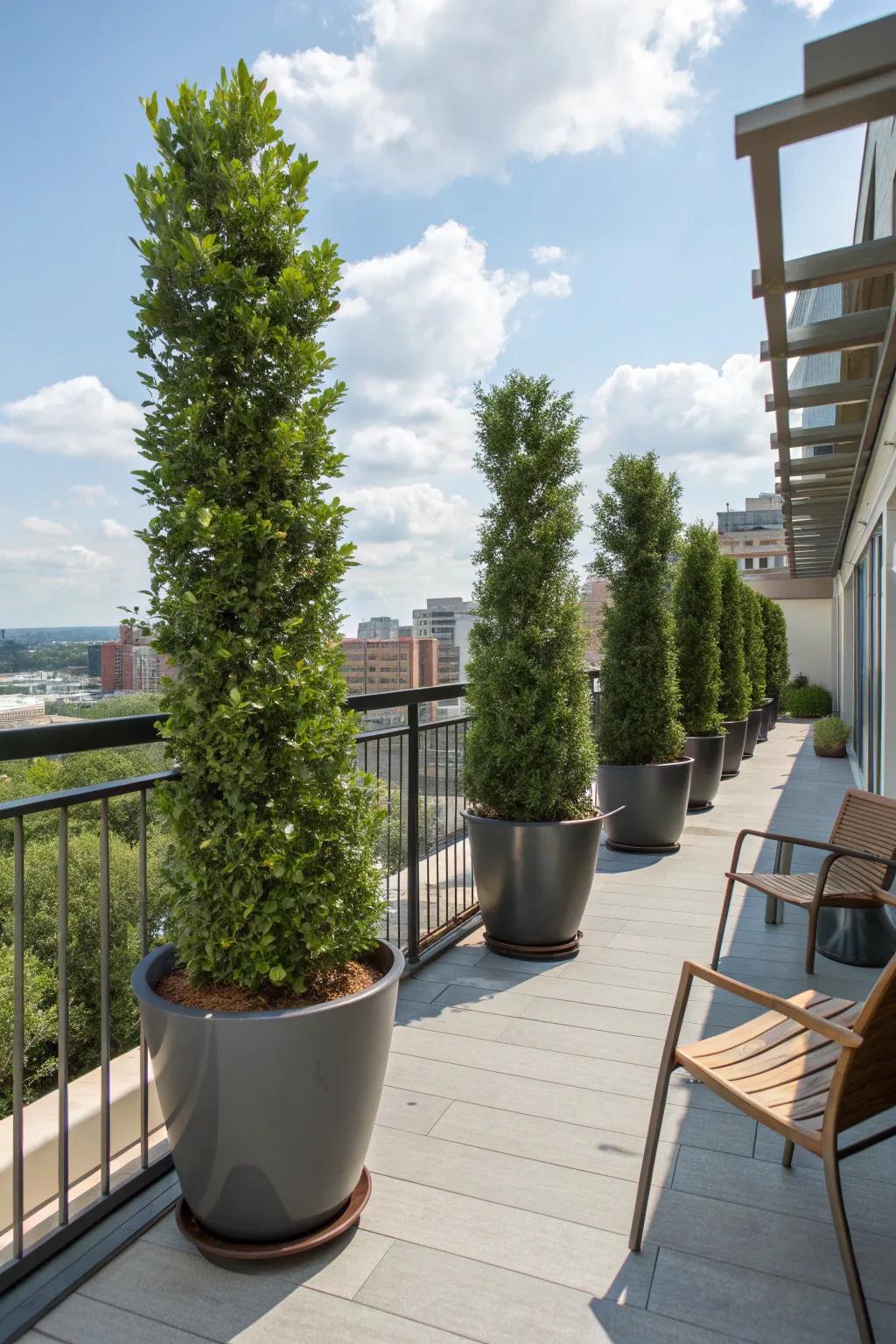 Sky Pencil Holly brings vertical green to balcony spaces.