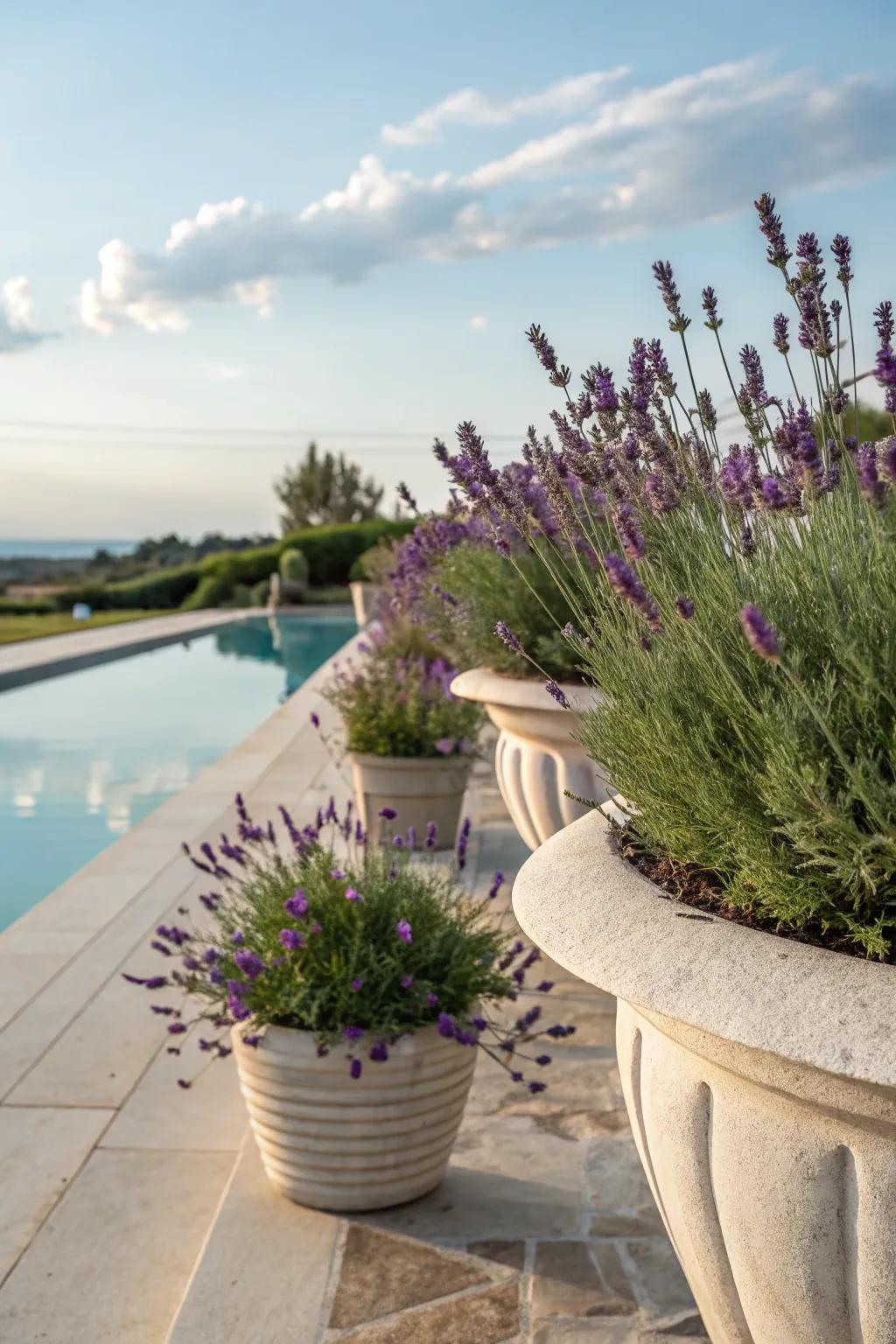 Create a sensory experience with fragrant poolside plants.