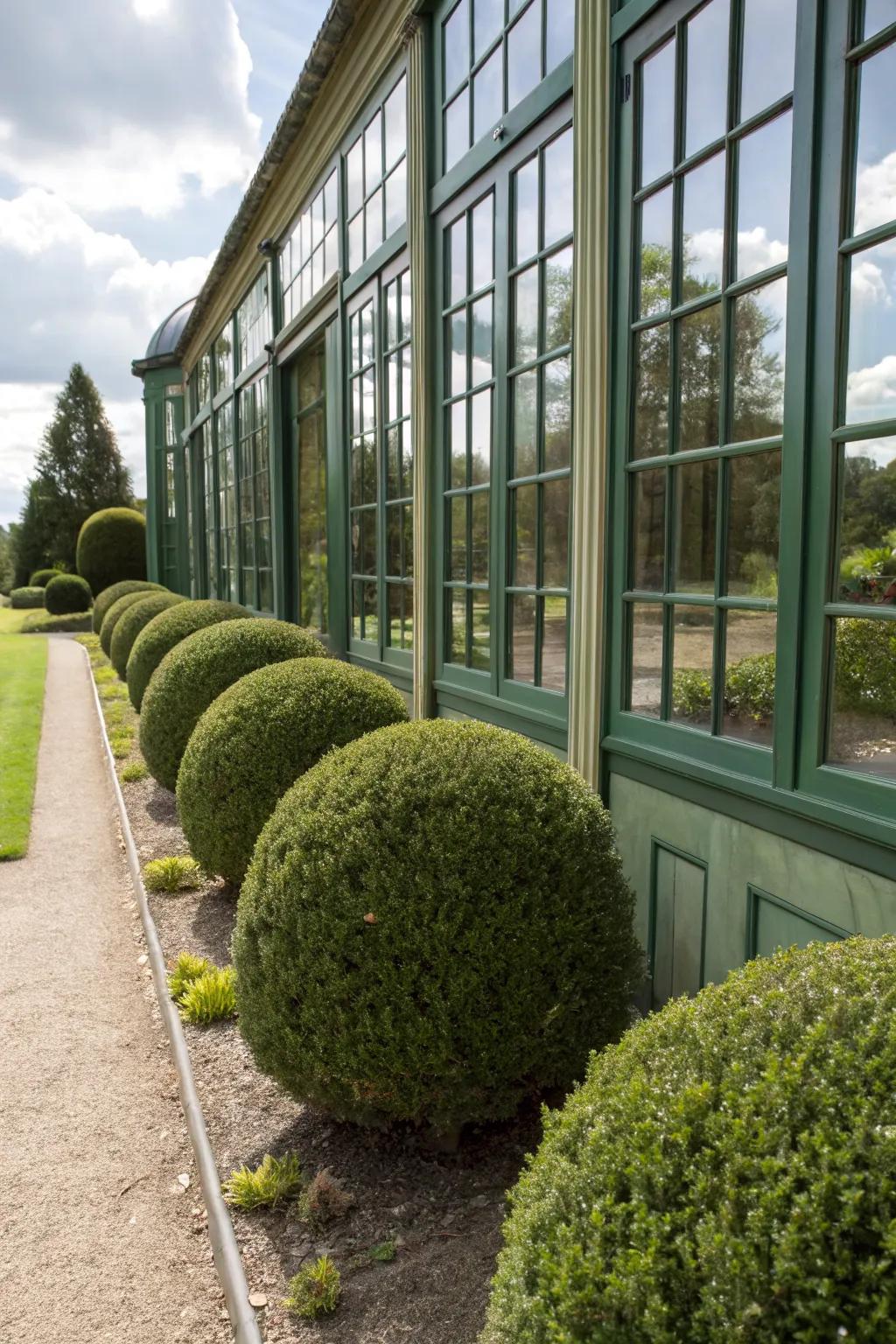 Globe arborvitae shrubs providing evergreen structure under windows.