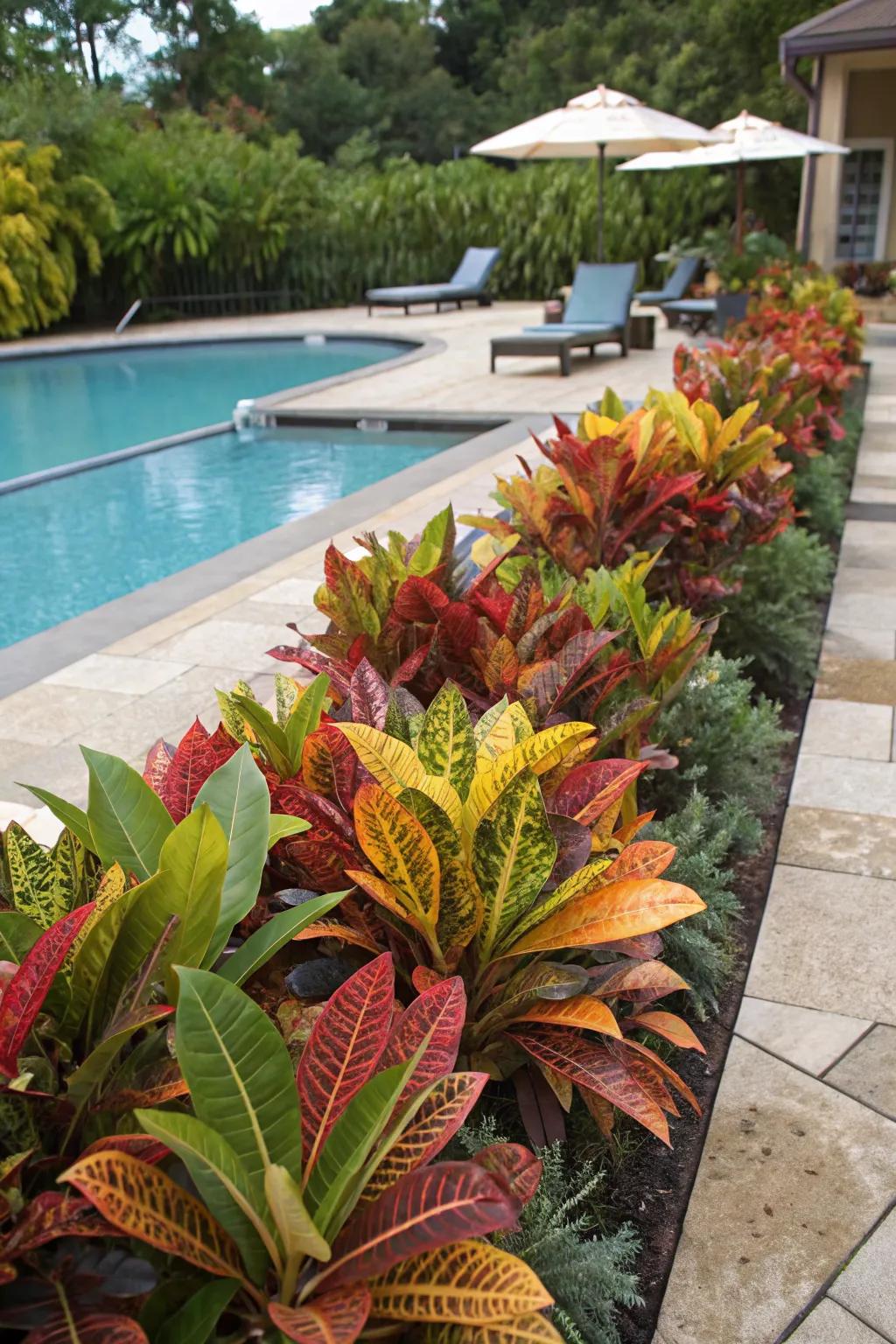 Mammy Crotons adding a tropical feel to a poolside paradise.