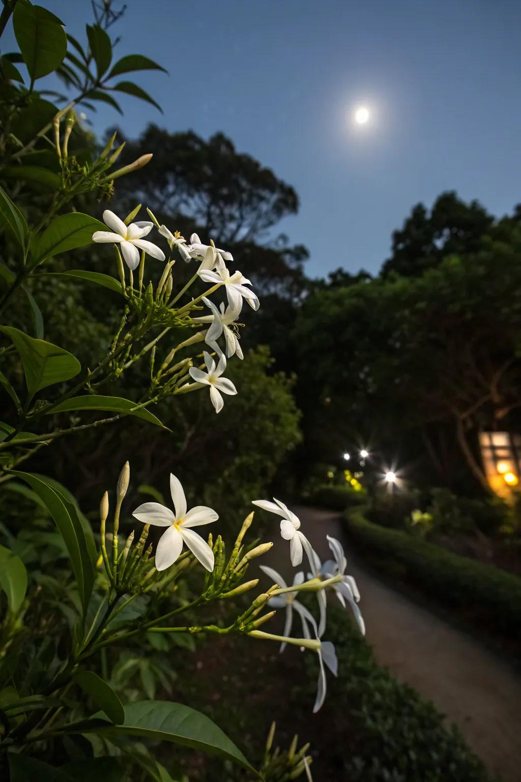 Night-blooming jasmine filling the evening air with fragrance.
