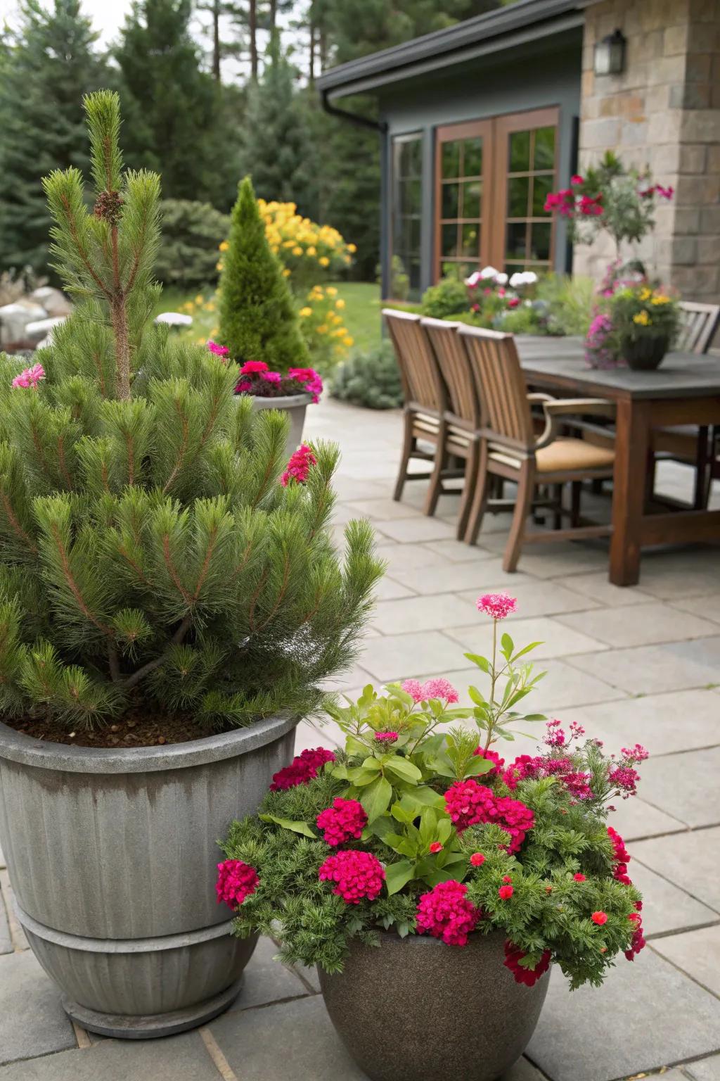 Elevate your patio with mugo pines in stylish containers.