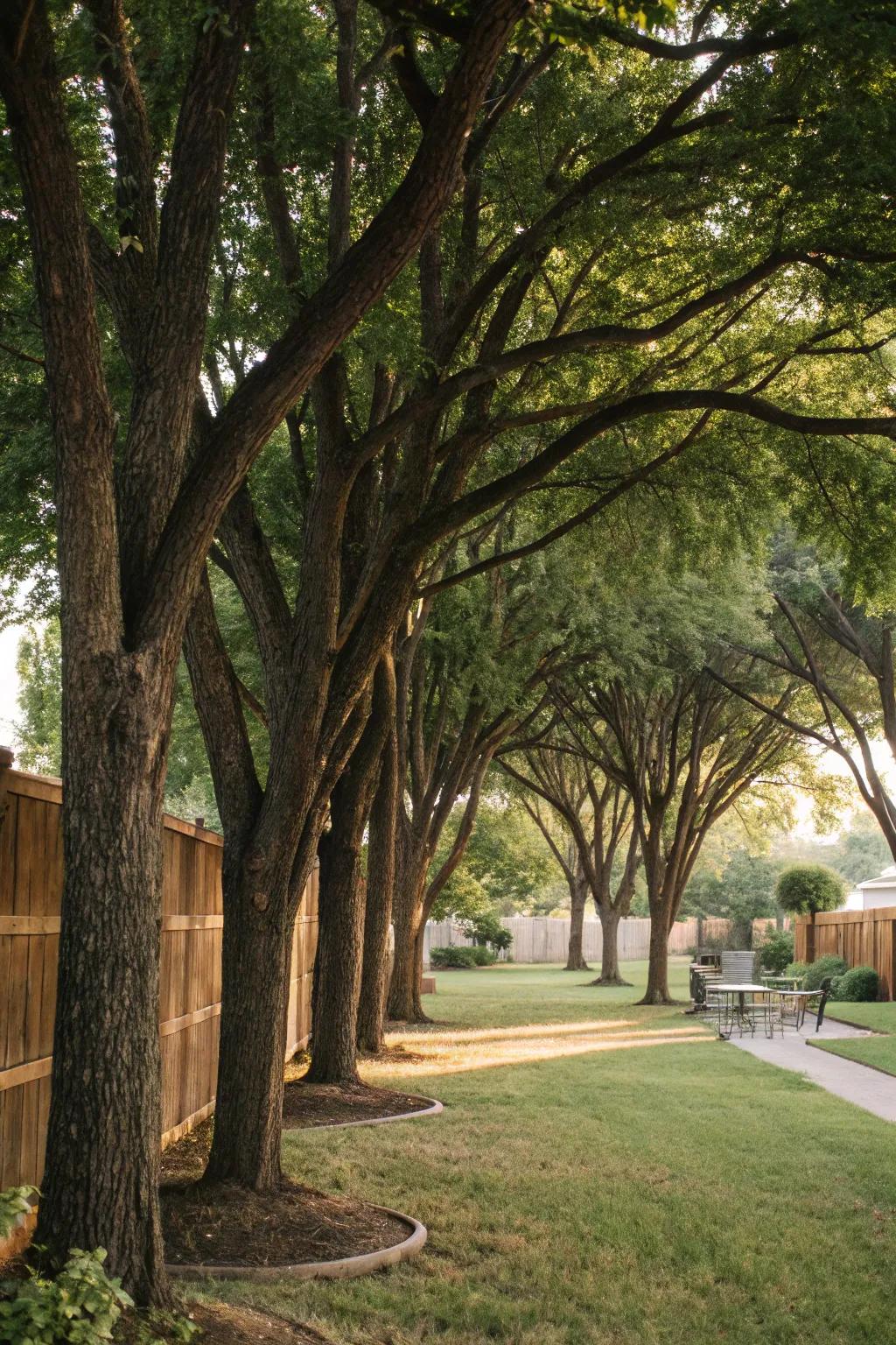 Trees can create a natural barrier for shade and privacy.