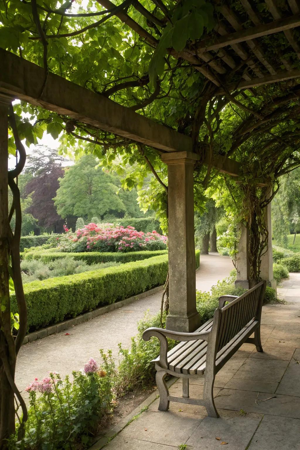 A bench under a pergola with climbing vines, offering shade.