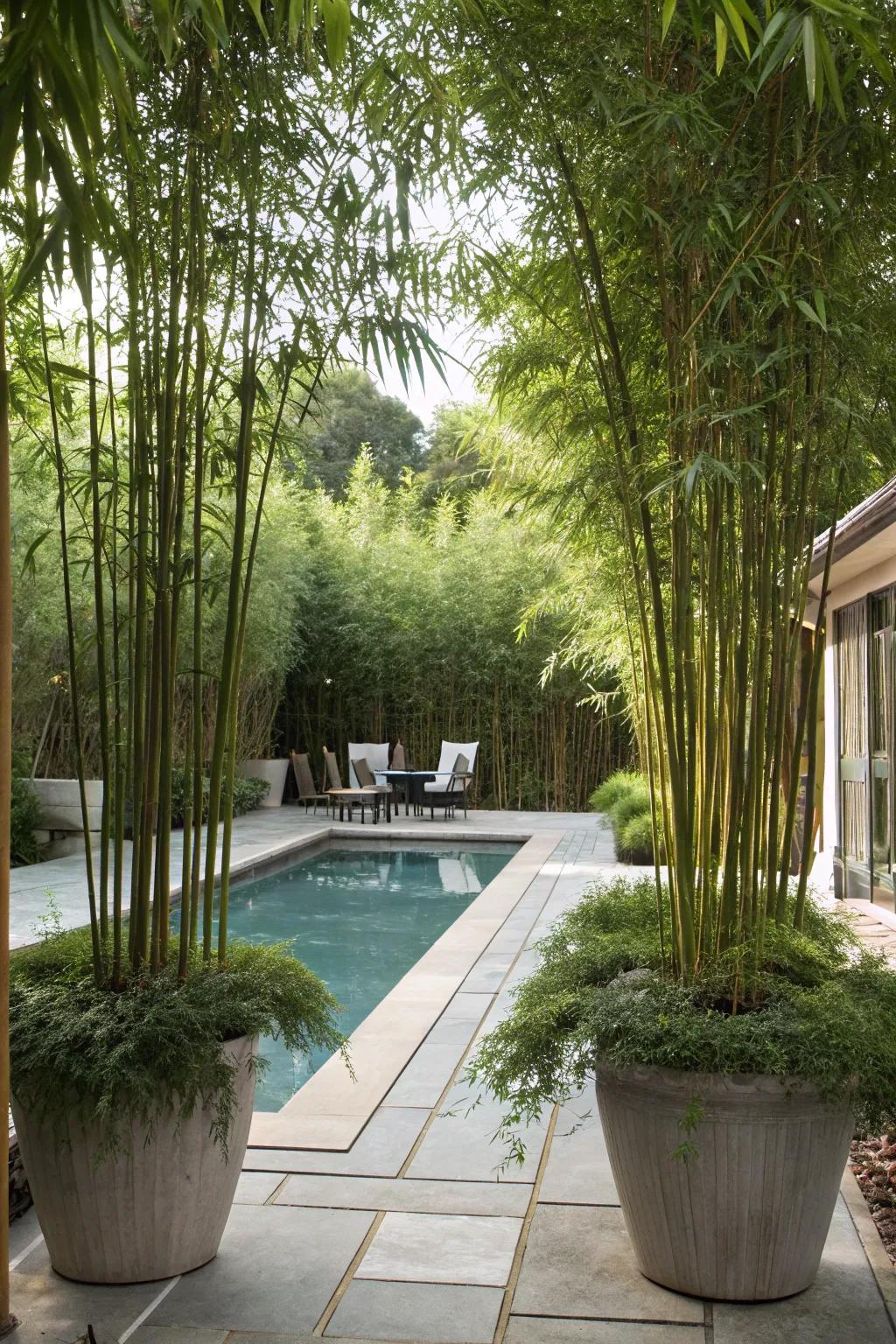 Tall plants enhance privacy around your pool.