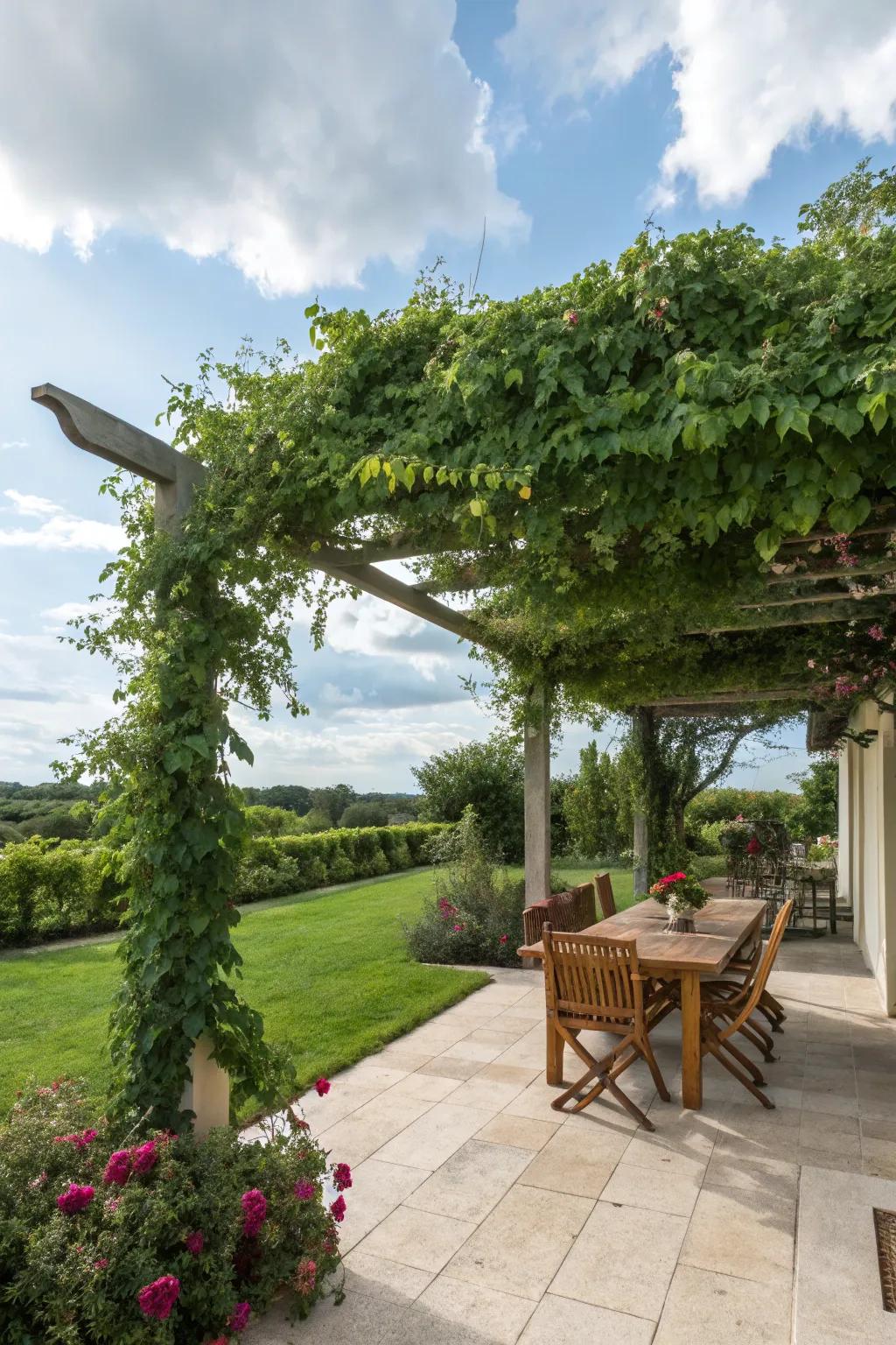 A pergola trellis providing shade and a lush canopy of greenery.