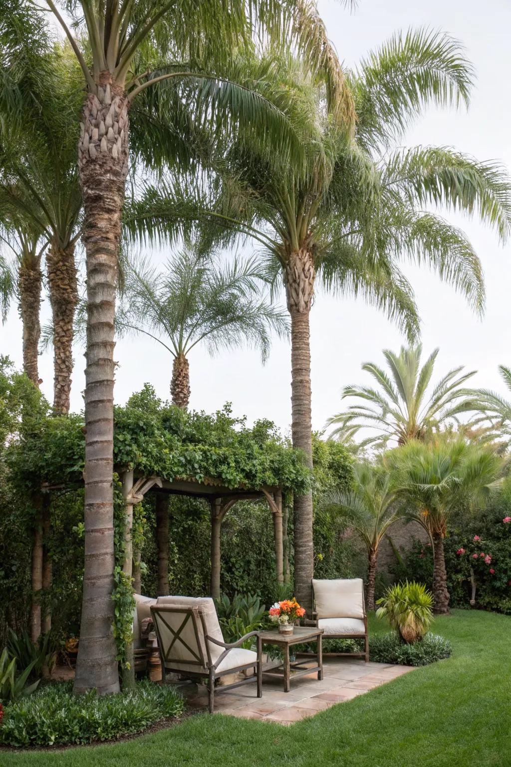 Palm trees create a natural privacy screen in the garden.