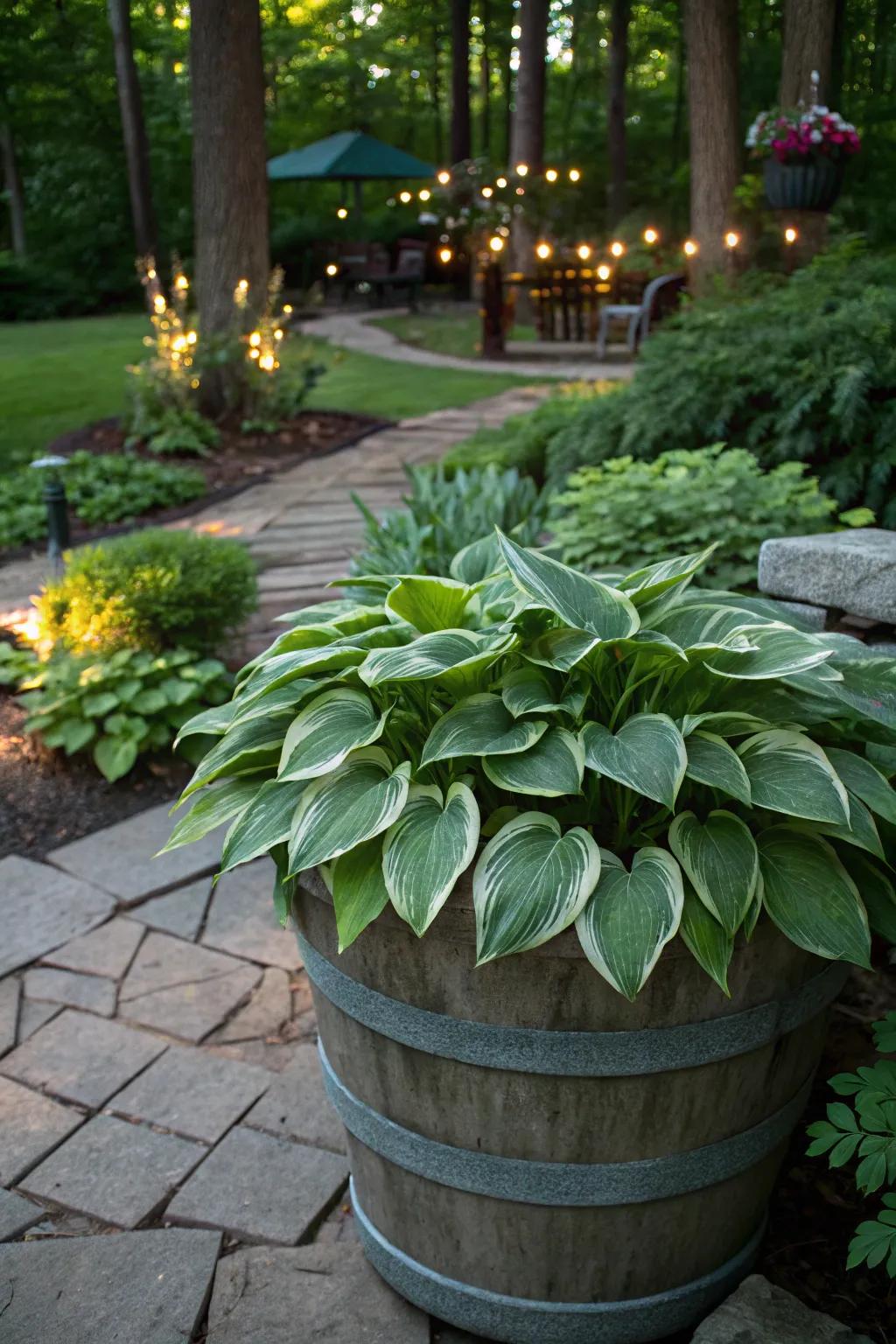 Lush hostas thriving in the shade, housed in a large container.