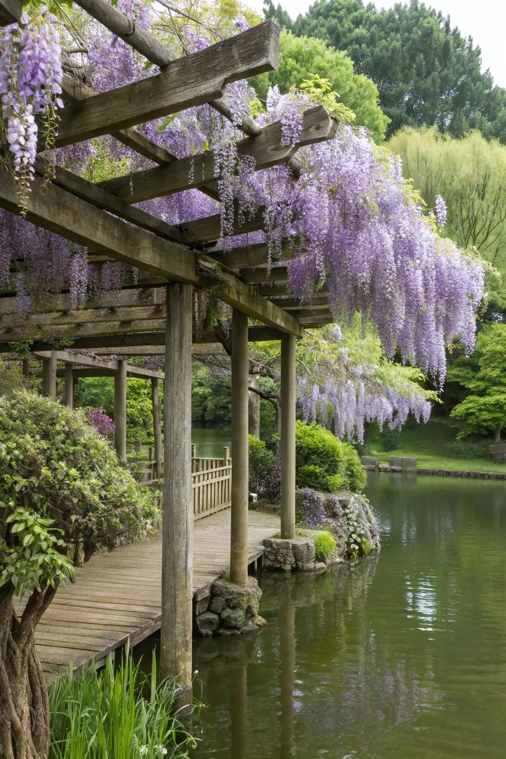 A trellis with wisteria lending a magical touch to pond shade.