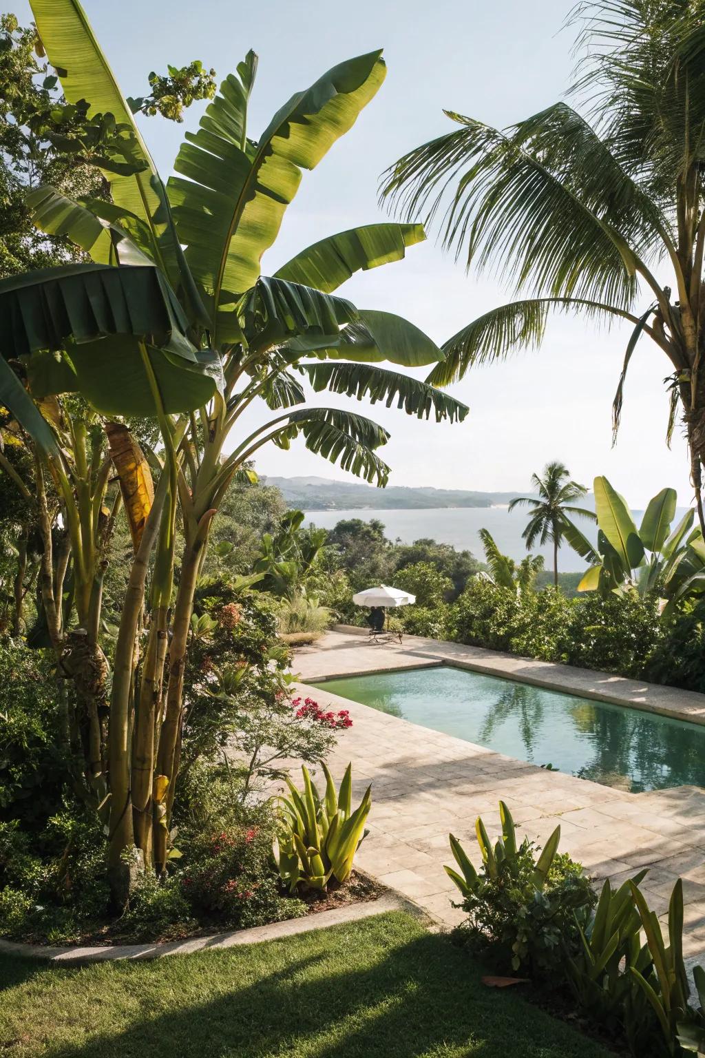 Banana plants offer bold, exotic foliage for your pool area.