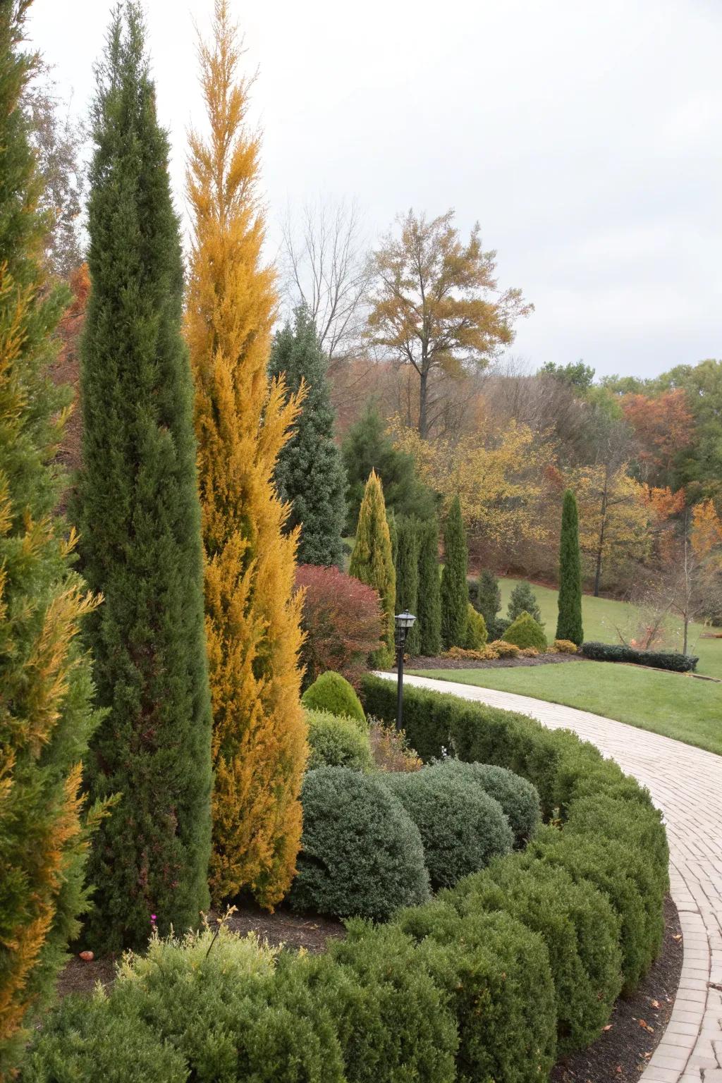 False Cypress trees offer unique colors and textures for privacy.