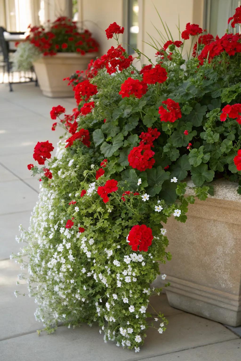 Trailing bacopa enhances the lushness of this red geranium planter.