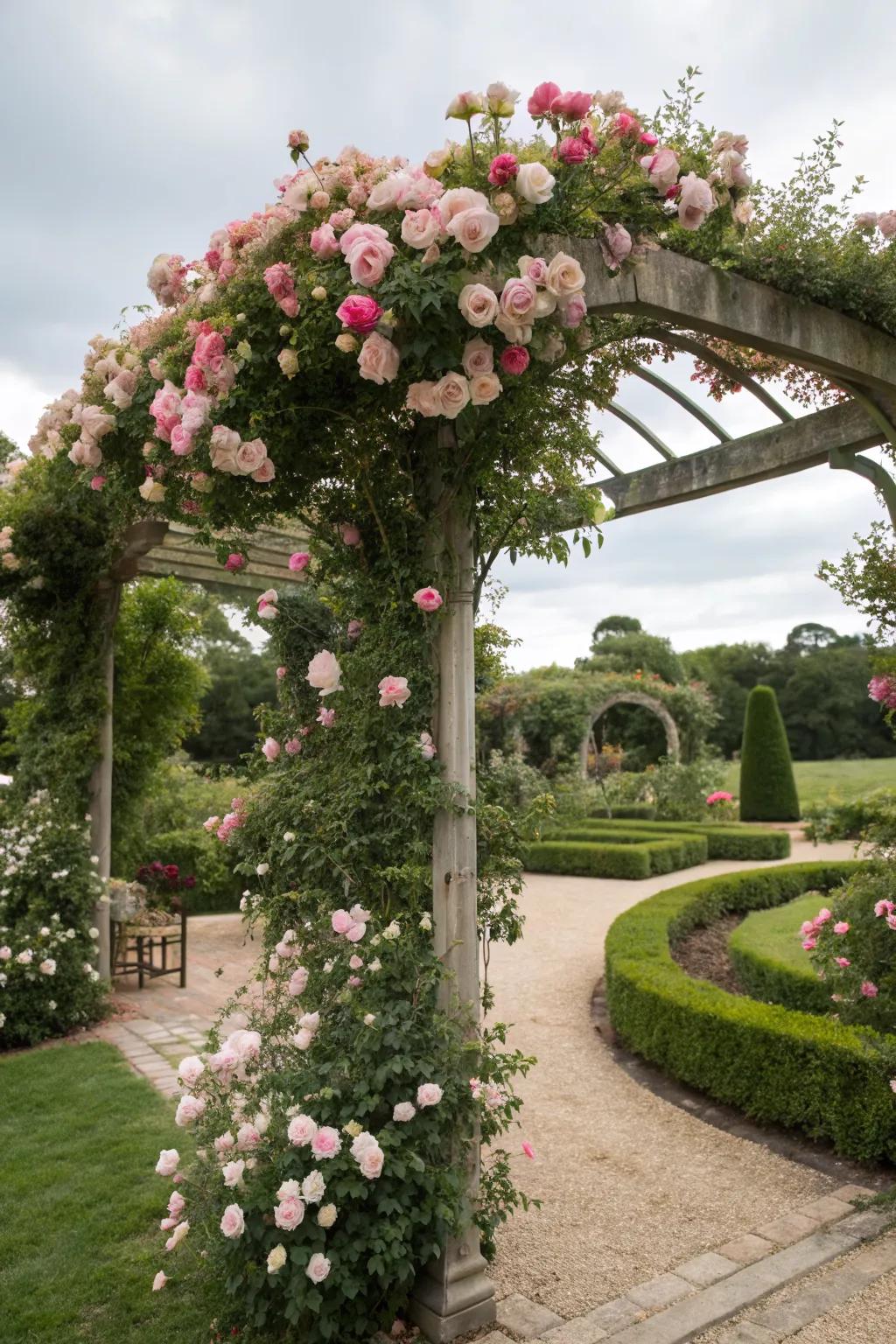 A pergola twist with roses cascading gracefully.