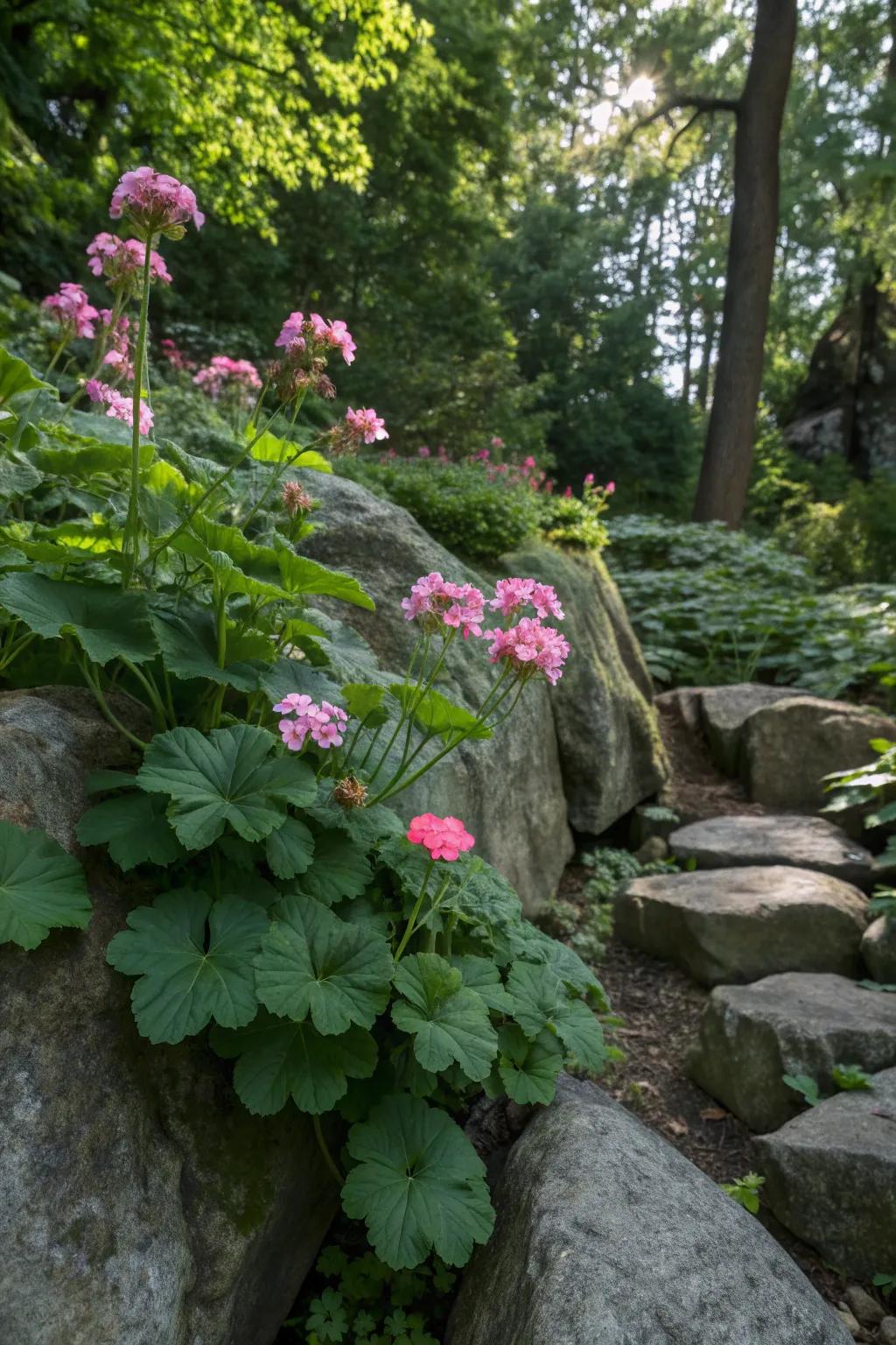 Big root geraniums offer robust growth and charm.