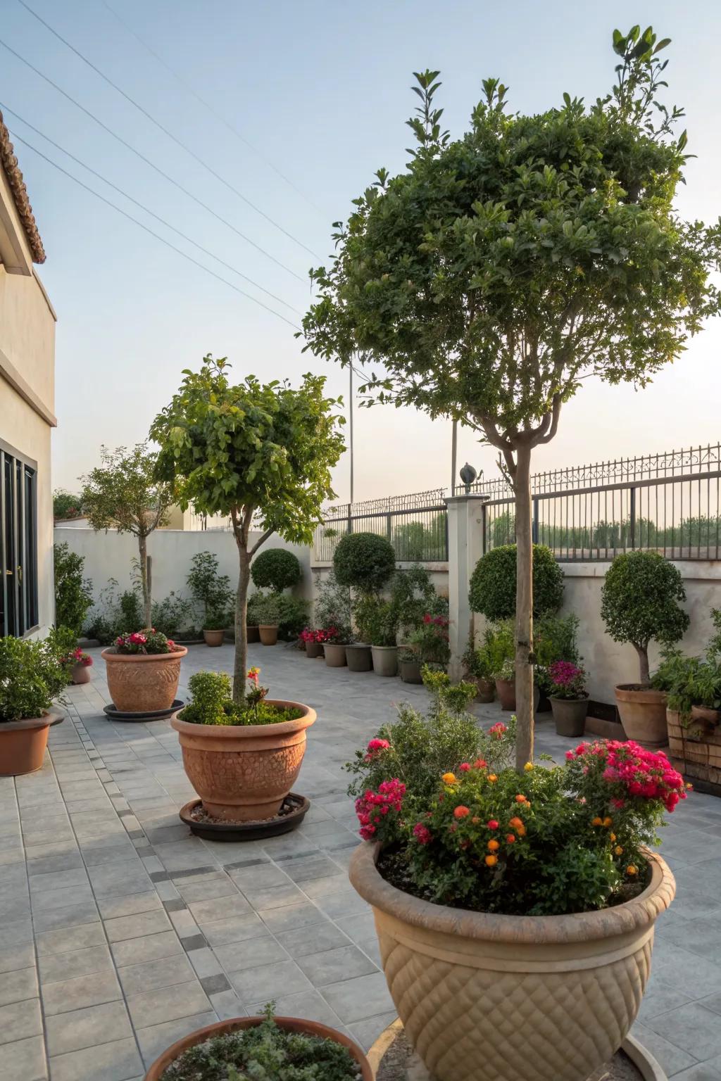 Potted trees provide shade and structure.