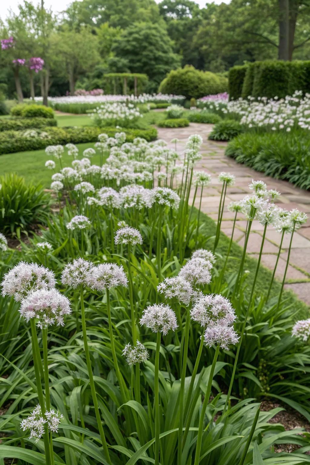 Create a bold statement with mass plantings of society garlic.
