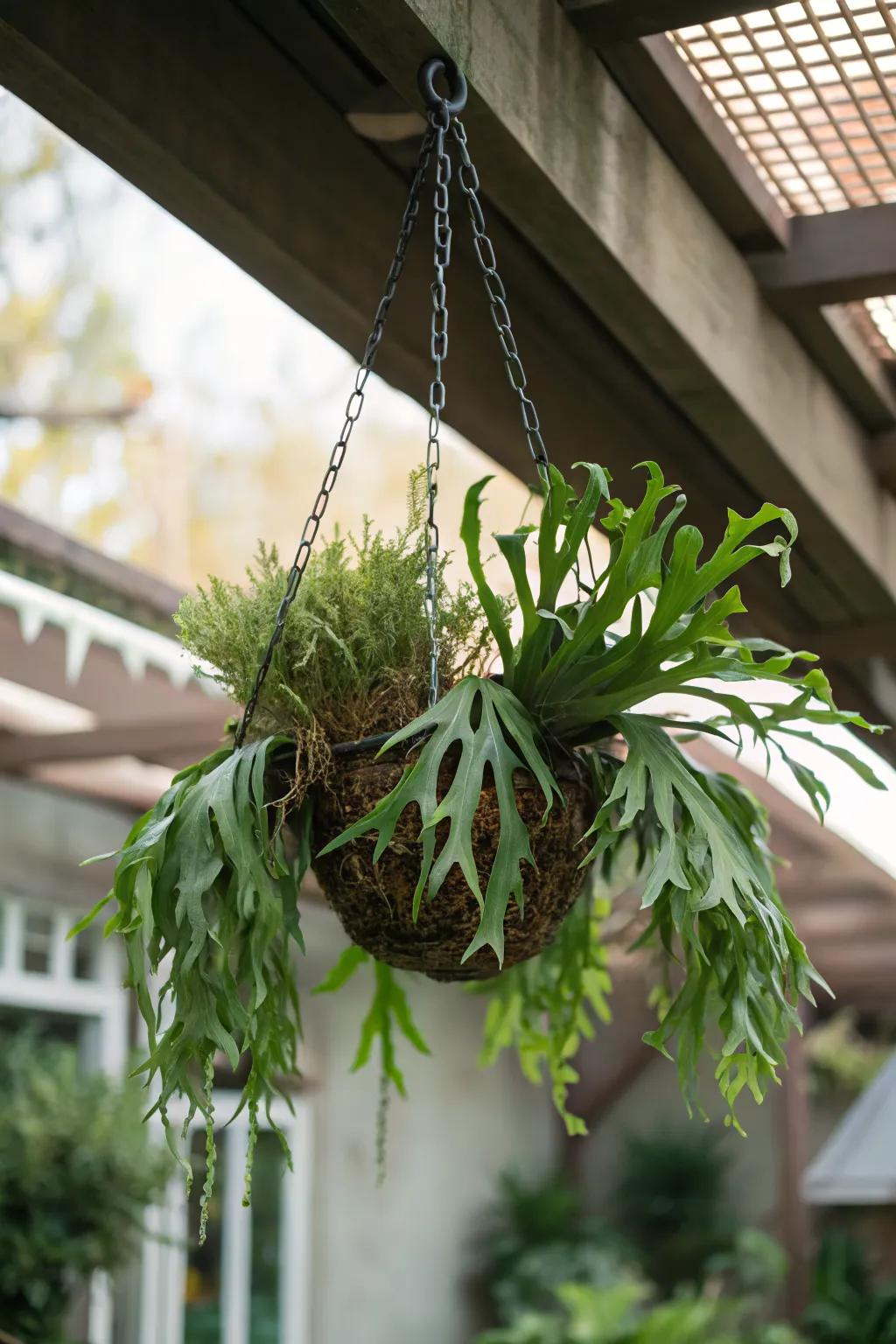 Create a floating garden with a ceiling-suspended staghorn fern.