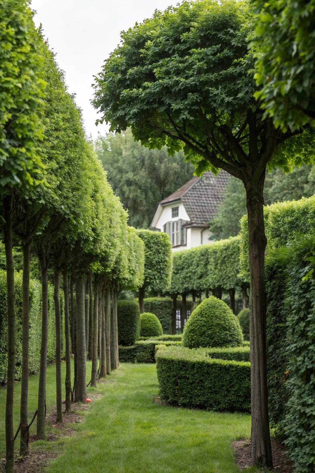 Tree-shaped privacy screens offer seclusion and beauty.