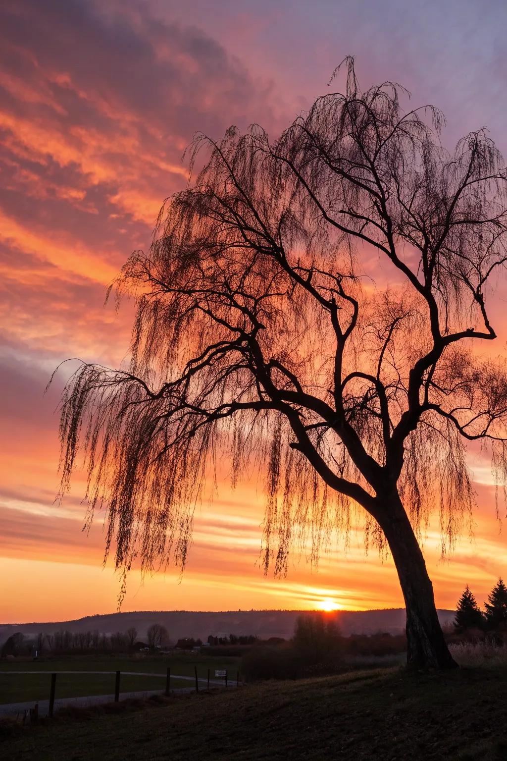 A willow at sunset creates a breathtaking silhouette.