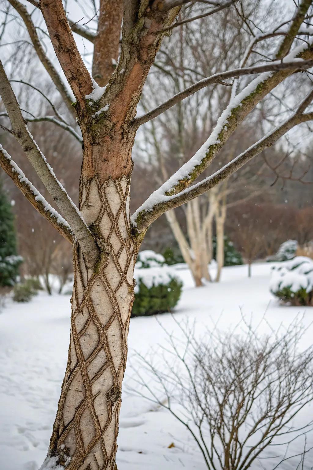 Bark with unique patterns adds visual intrigue to the winter landscape.