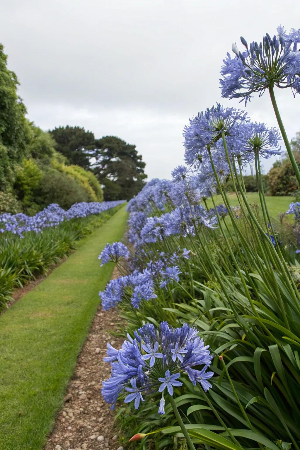 Make a dramatic statement with single-hue agapanthus borders.