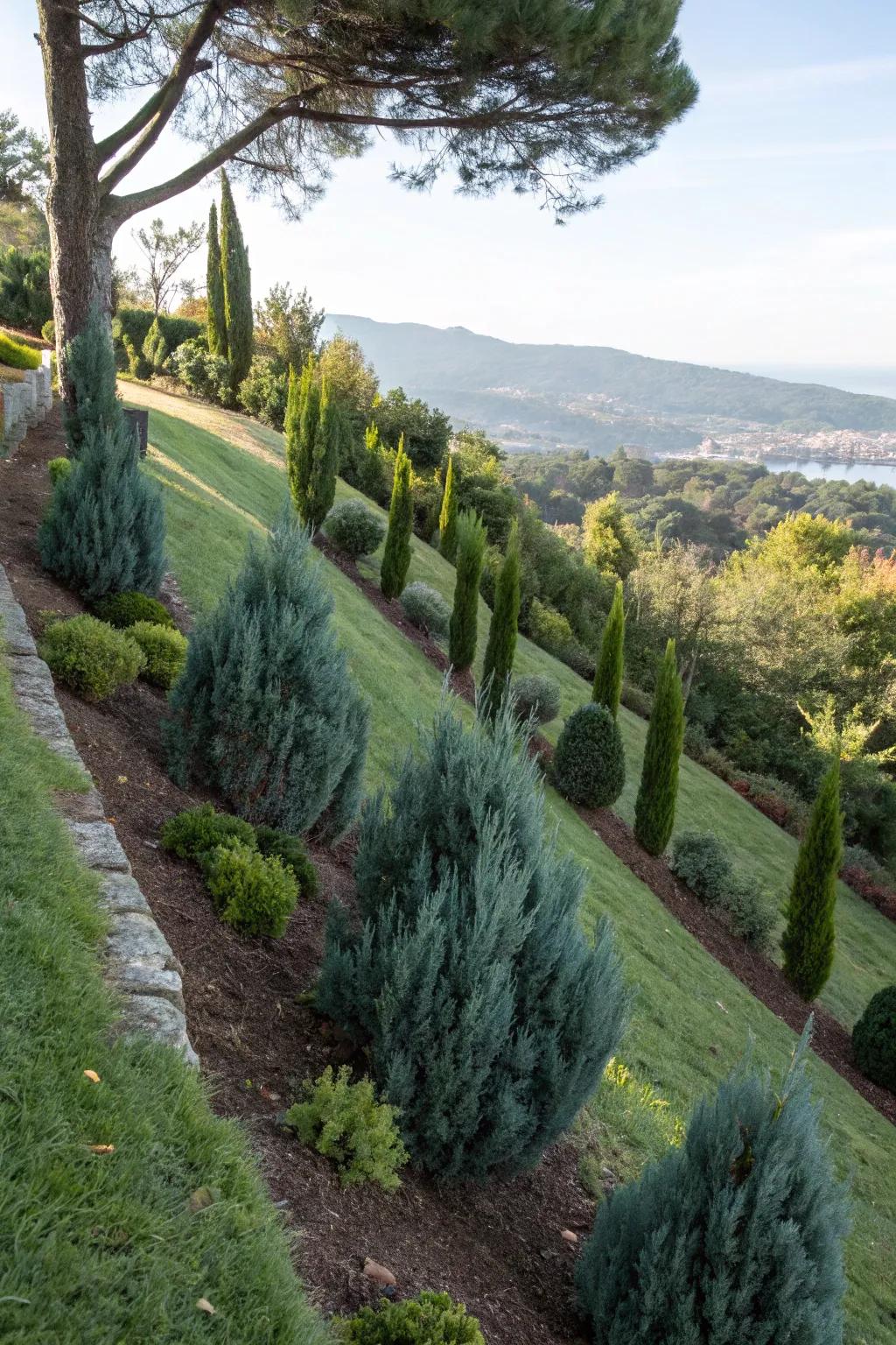 Stabilize slopes with Blue Point Junipers for erosion control.