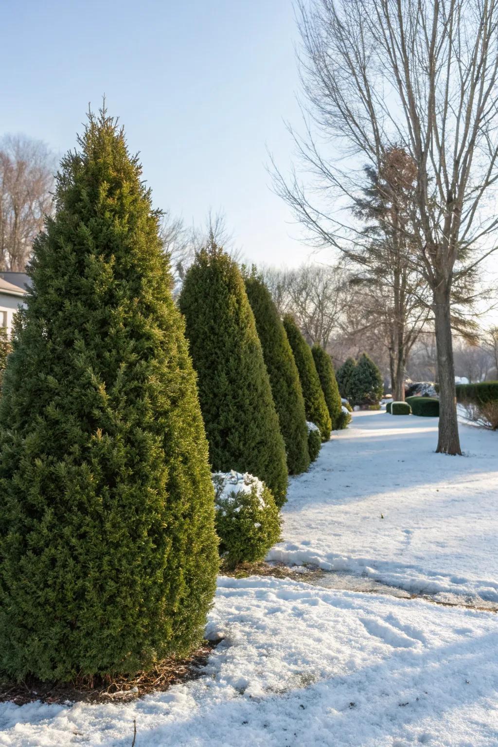 Maintain structure with evergreen elegance.