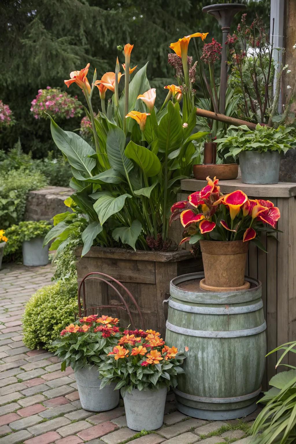 Mixing container materials adds visual interest to canna lily displays.