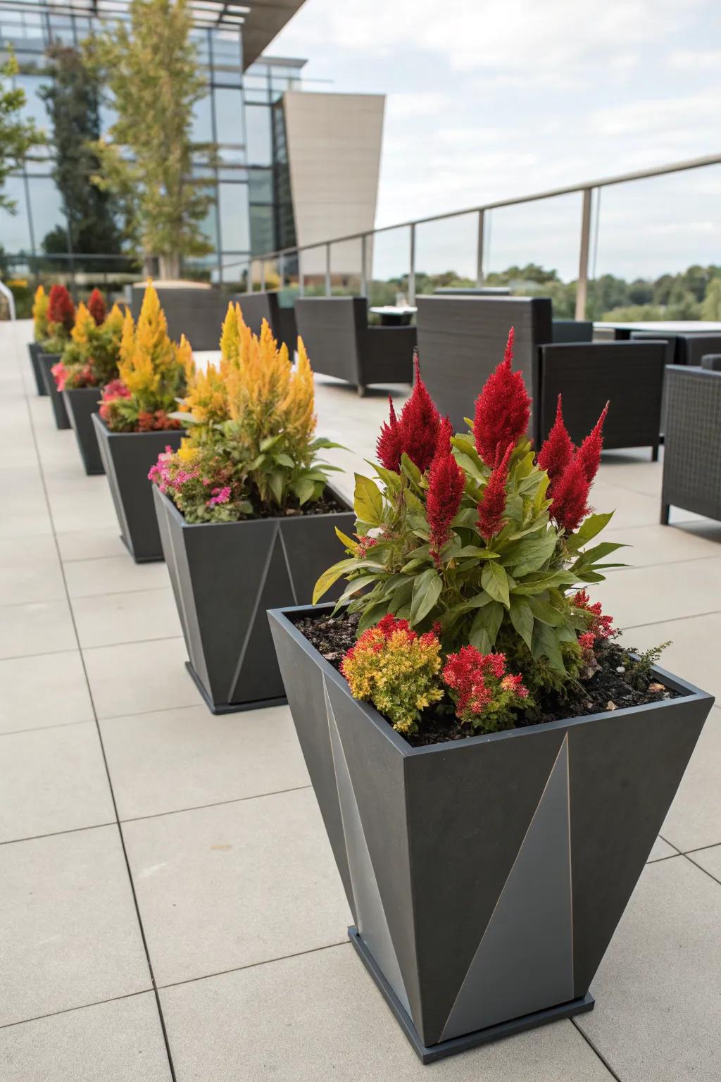 Geometric planters provide a modern home for celosia.