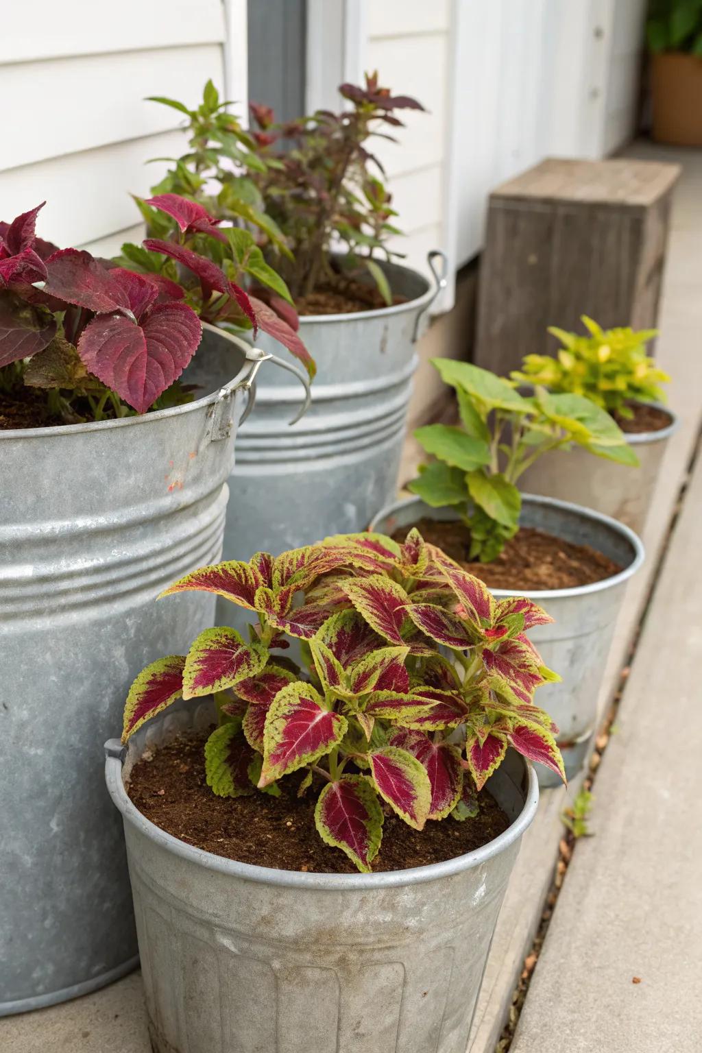 Modern Industrial Charm with Coleus in Metal Buckets