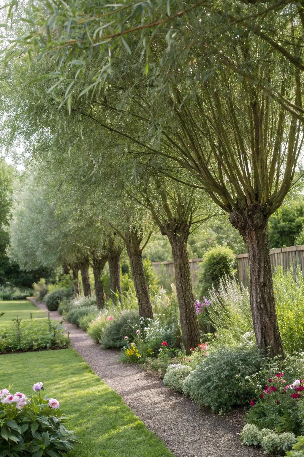Dappled willows serve as an effective and beautiful windbreak.