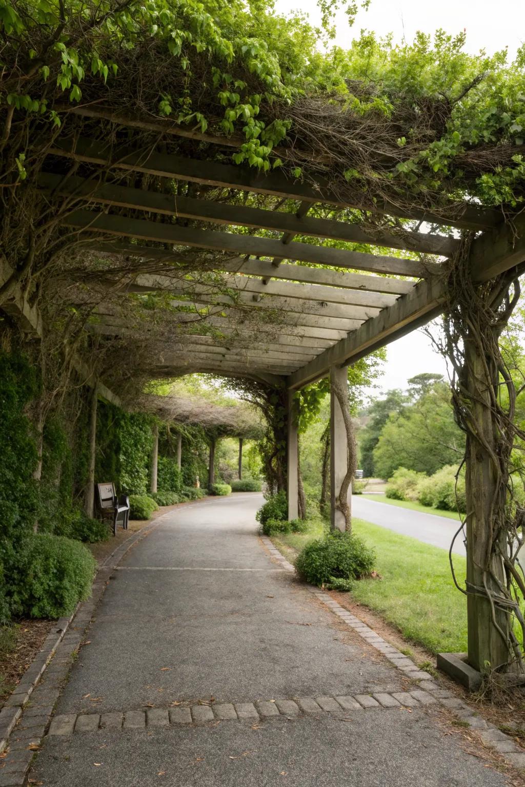 A pergola with vines creating a living, breathing canopy.