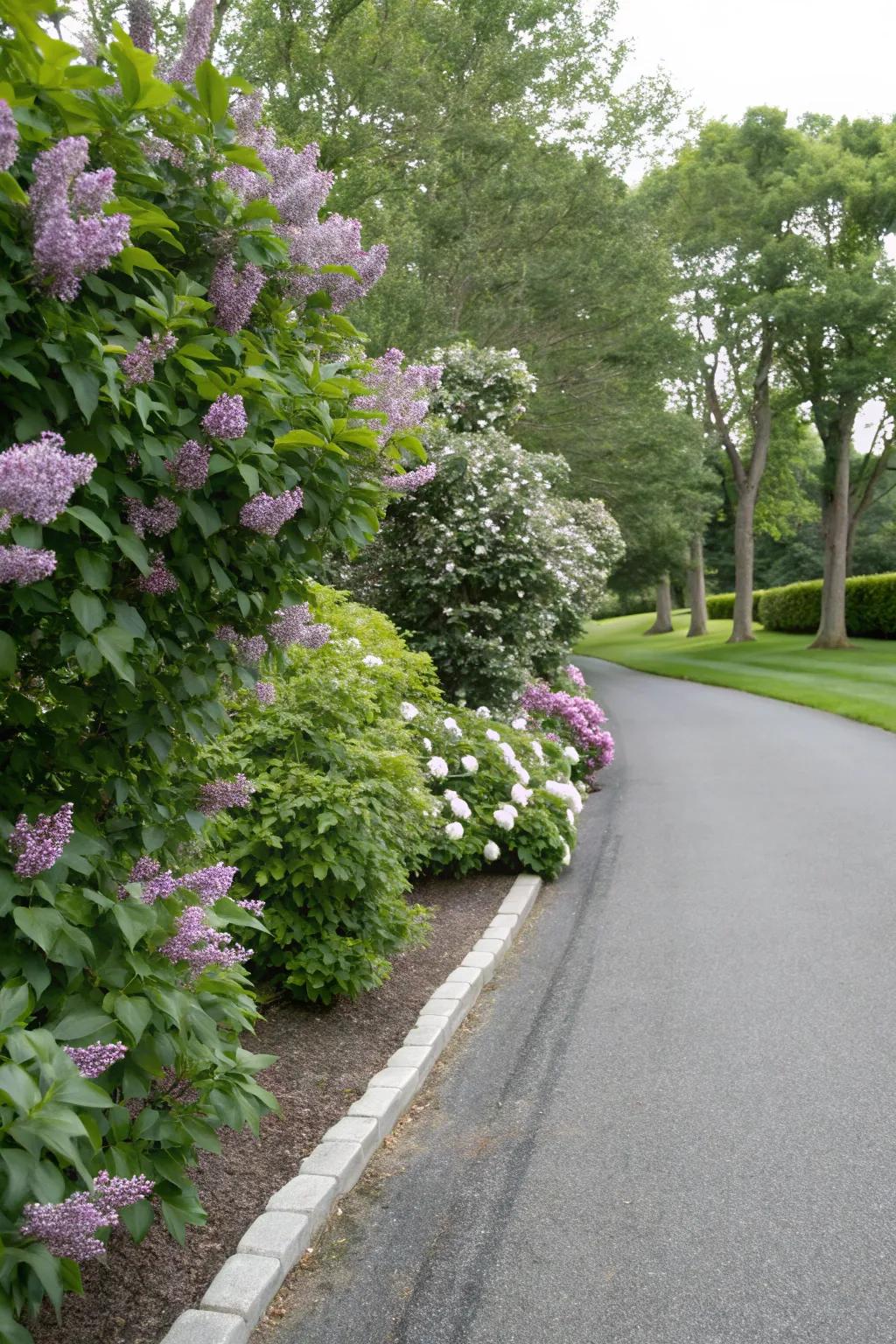 Protect your plants with deer-resistant greenery along your driveway.