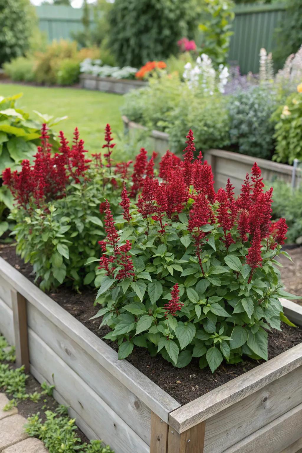 Salvias add height and attract hummingbirds.