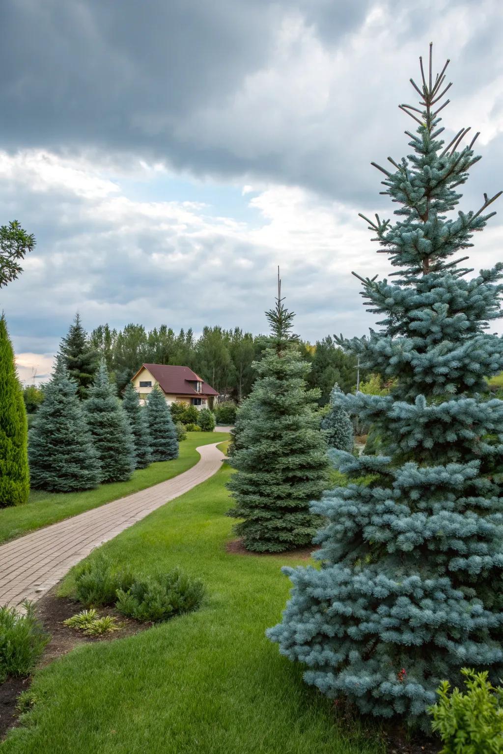 Cluster dwarf blue spruce for a cozy, miniature forest retreat.