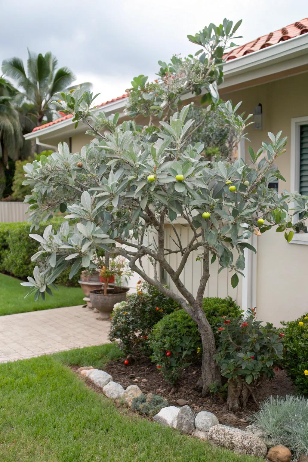 Pineapple guava trees add evergreen beauty and tropical flavor.