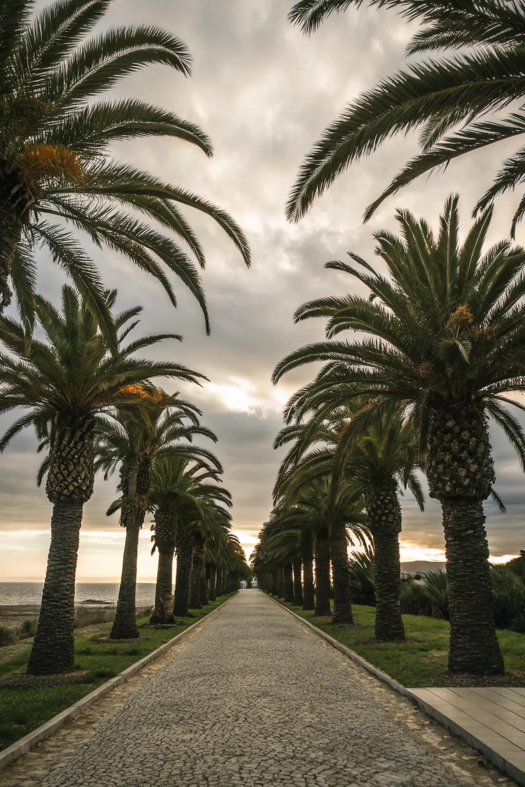 Symmetrical sago palms create a stunning pathway statement.