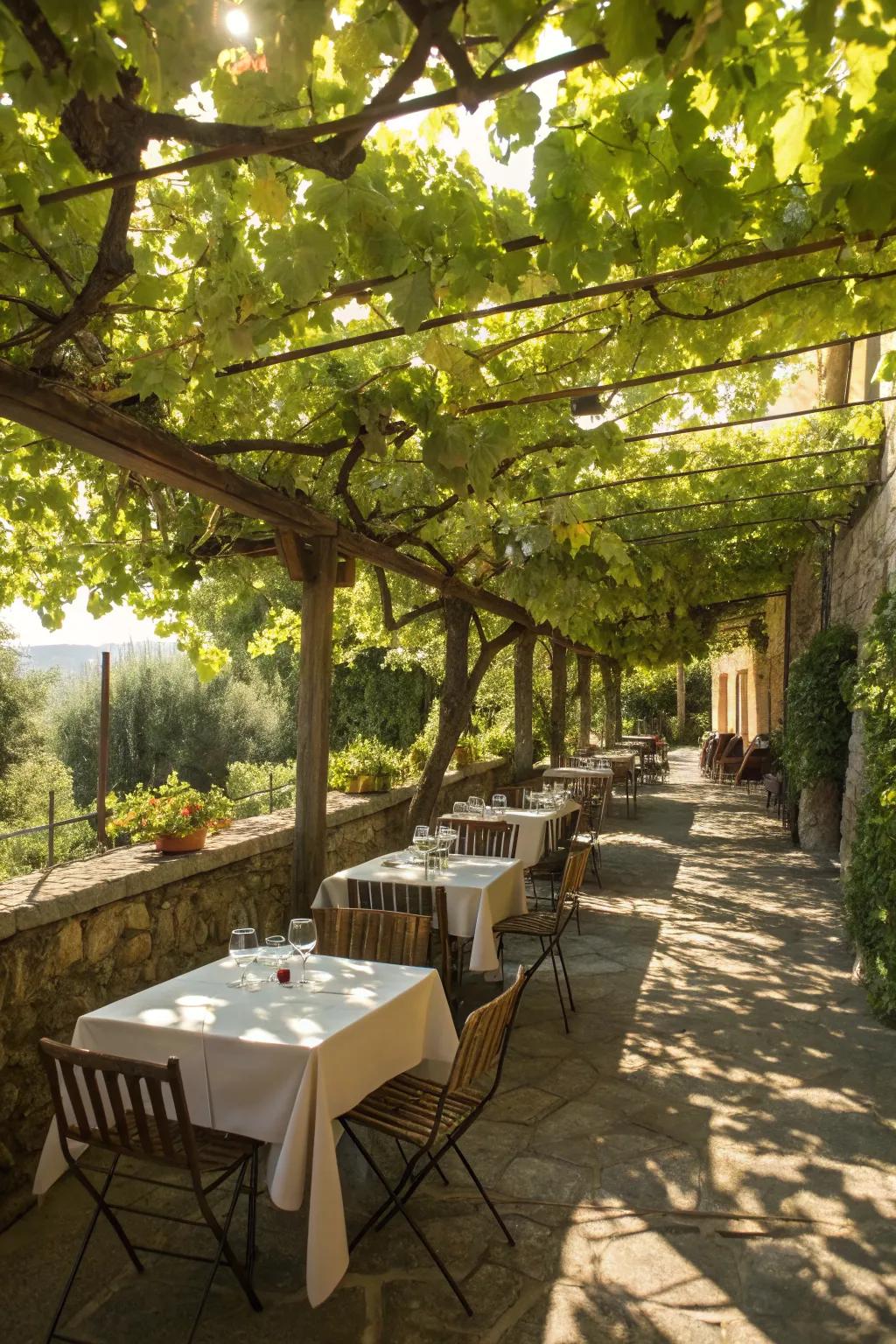 Dine under a canopy of grapevines for a delightful ambiance.
