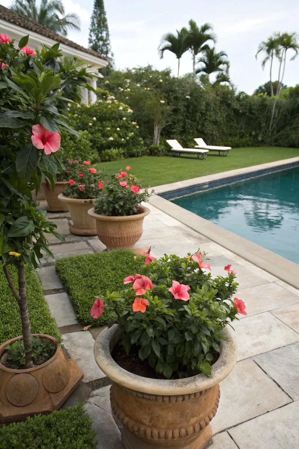 Potted hibiscus transform a poolside into a tropical paradise.