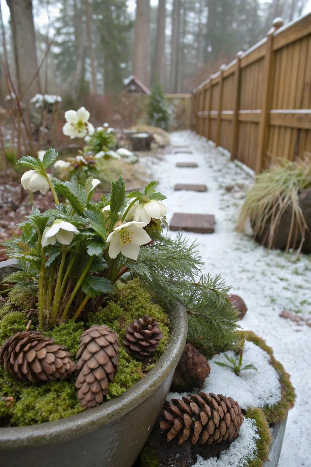 Pinecones and moss create a festive, wintry feel for hellebore displays.