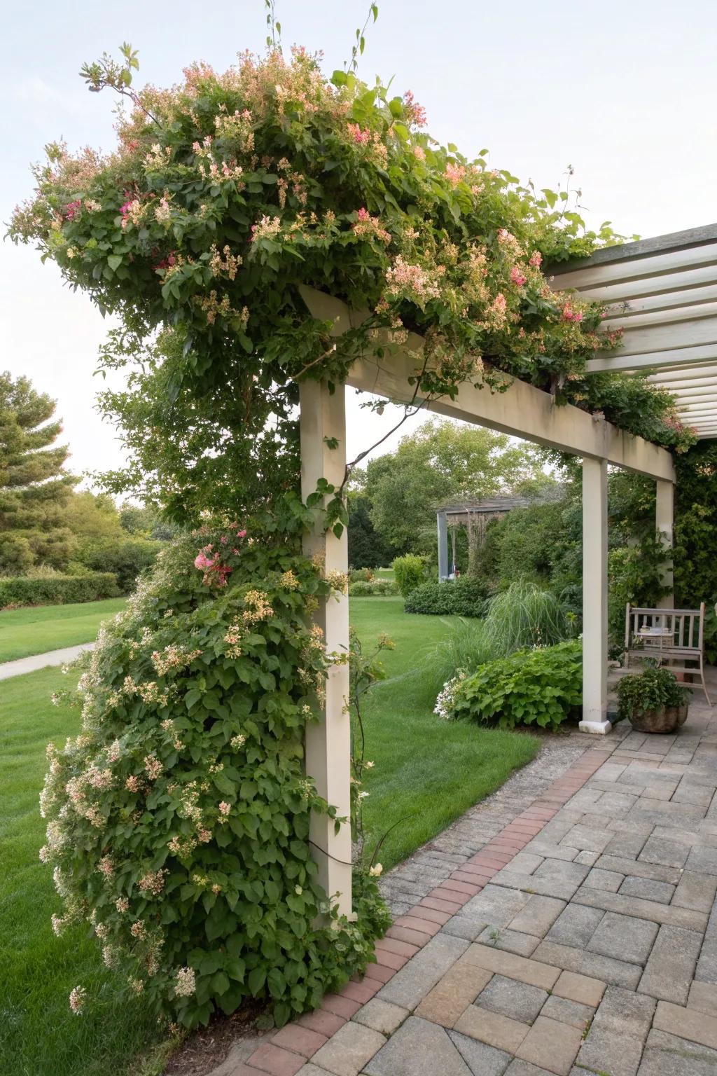 A pergola with honeysuckle vines forming a natural privacy screen, perfect for secluded spaces.