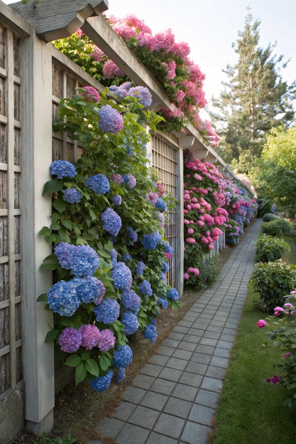 A trellis with hydrangeas adds vertical beauty to garden walls.