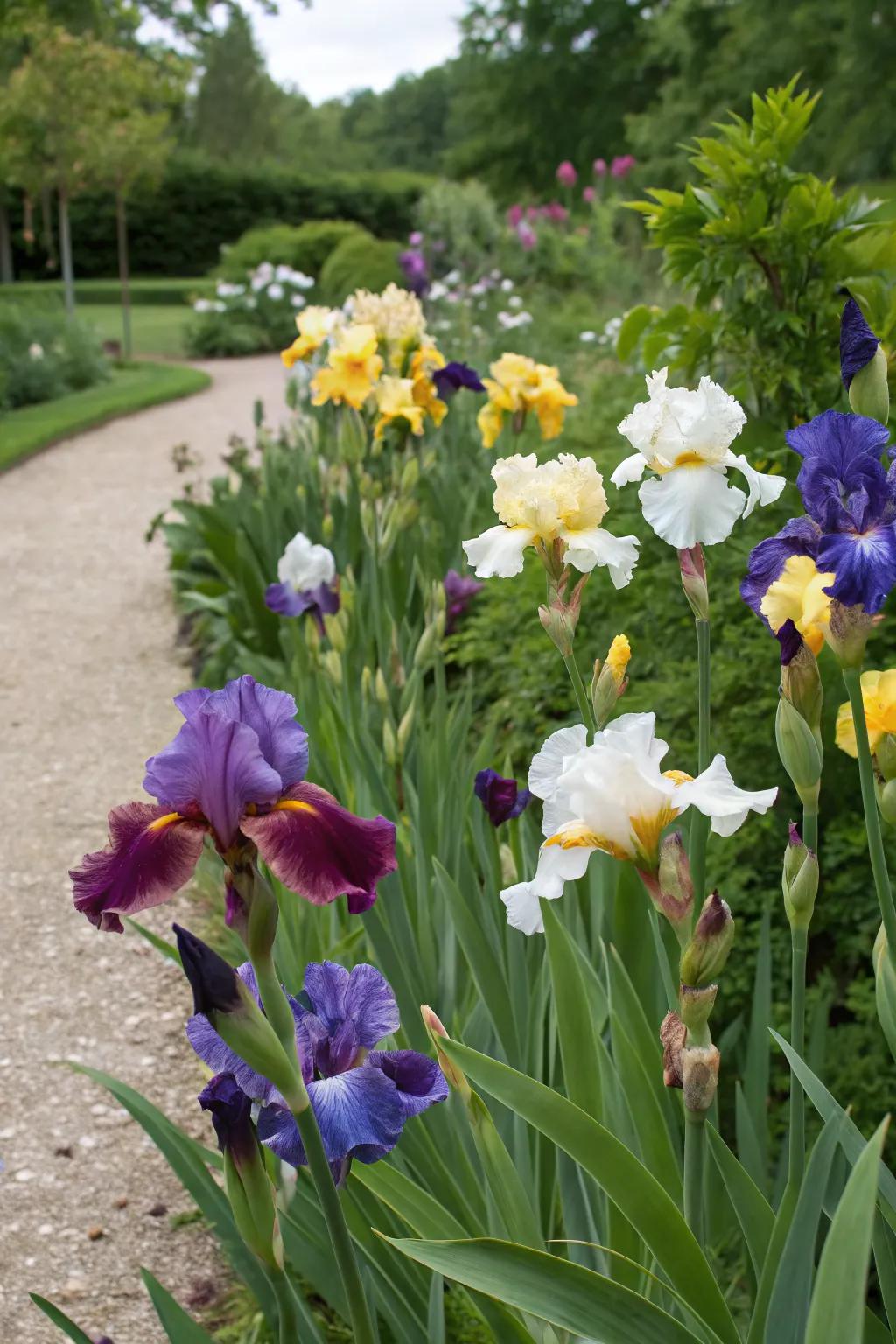 A lively blend of different iris varieties.