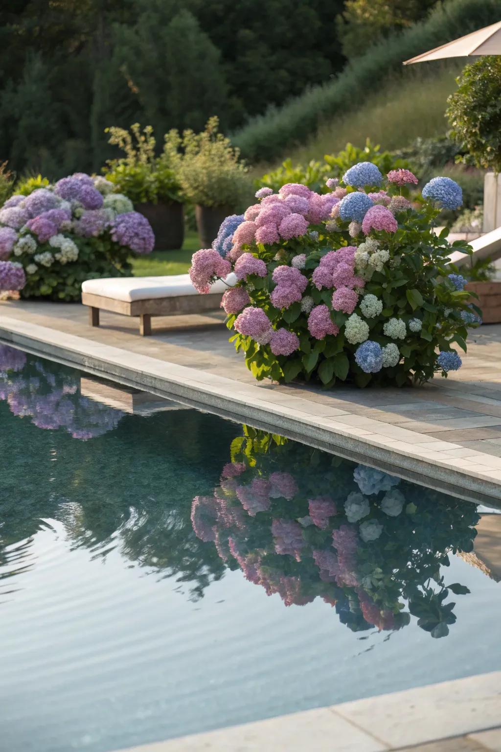 Hydrangeas add a touch of resort-like serenity to poolside areas.